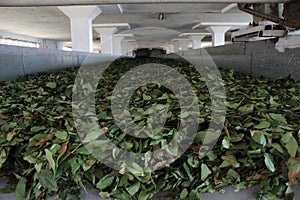 Tea leaves on conveyor belt