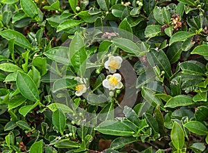 Tea leaves and flowers closeup