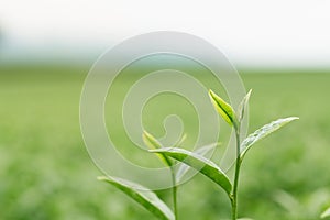 The tea leaves grow in the middle of the tea plantation. the new shoots are soft shoots. Water is a healthy food and drink. as ba