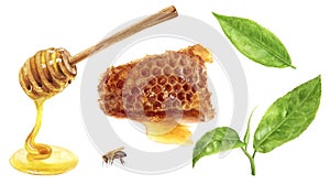 Tea leaves and honeycomb, honey dipper, bee watercolor illustration isolated on white background