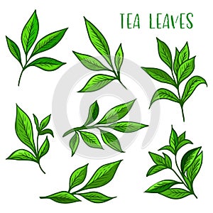 Tea leaves icon, green tea leaf for package