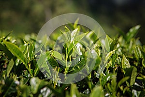 Tea leaves in Lipton seat photo