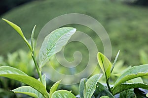 Tea leaves from Mount Dempo Pagaralam photo