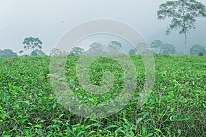 tea leaves in the mountains with trees