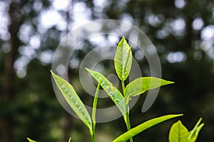 Tea leaves in nilgiris