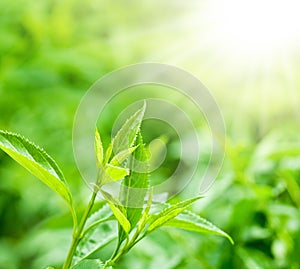 Tea leaves at a plantation