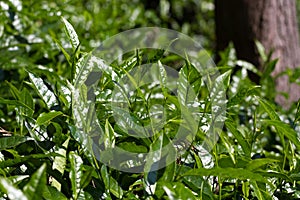 Tea leaves on plantation. Coonor, Nilgiri, India, Tamil Nadu photo