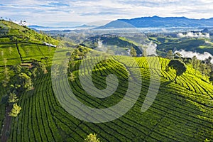 Tea leaves plantation at morning time