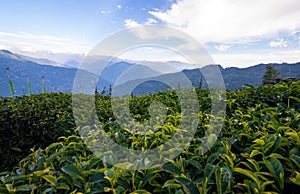 Tea leaves in a tea plantation