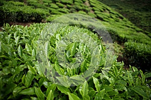 Tea leaves on tea plantation