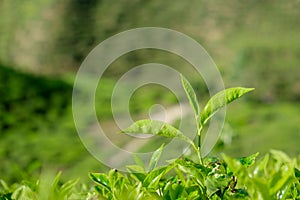 Tea leaves in tea plantations at Cameron Highlands