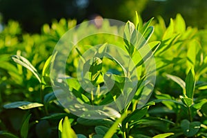 Tea leaves, Tea plantations, sunrise. Sunrise on tea plantations.