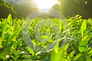 Tea leaves, Tea plantations, sunrise. Sunrise on tea plantations.