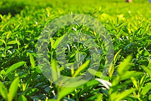 Tea leaves, Tea plantations, sunrise. Sunrise on tea plantations.