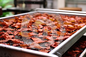 tea leaves undergoing oxidation process on trays