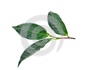 tealeaves on the white groundback