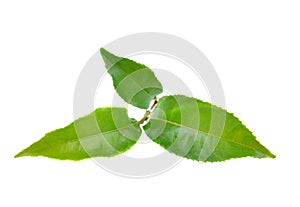 tealeaves on the white groundback