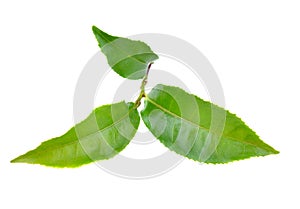 tealeaves on the white groundback