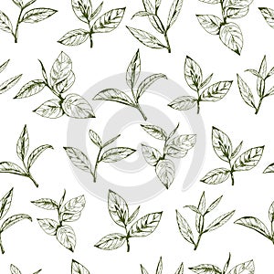 Tea logo vector, background with hand-drawn leaves and branches of tea