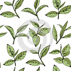 Tea logo vector, background with hand-drawn leaves and branches of tea