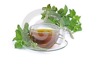 Tea Mentha citrata 02