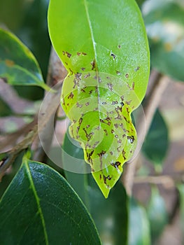Tea mosquito bug  feeding on young soursop leaf and fruit in Viet Nam.