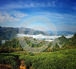 Tea mountain in XISHUANGBANNA