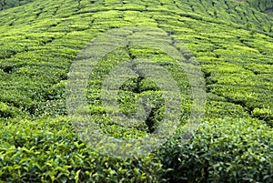 Tea in Munnar