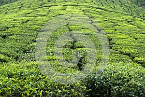 Tea in Munnar photo
