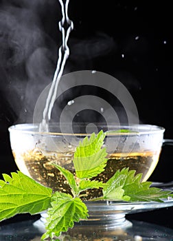 Tea nettle
