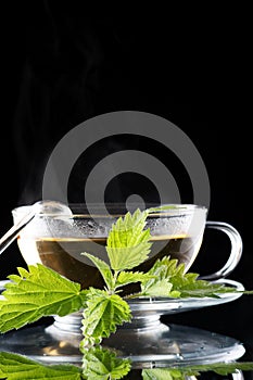 Tea nettle