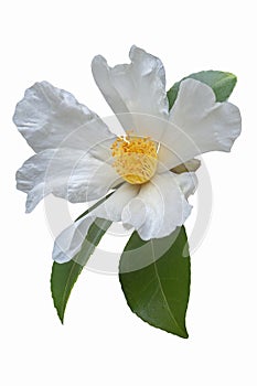 Tea oil camellia flower