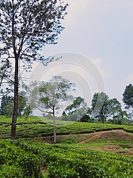 Tea Park Golden mountain Bogor Puncak