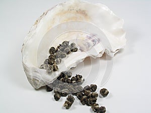 Tea Pearls on an Oyster Shell