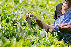 Tea picker holding fresh tea leaves