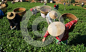 Tea picker pick tea on agricultural plantation