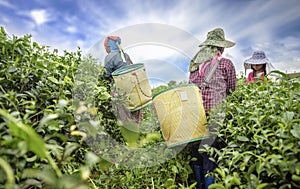Tea picker picking tea leaf on plantation