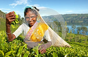 Tea picker at a plantation in Sri Lanka