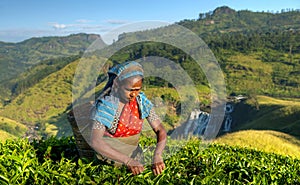 Tea picker at a plantation in Sri Lanka photo