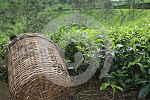 Tea picker's basket