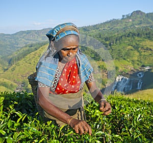Tea Picker Woman Picks Leaves