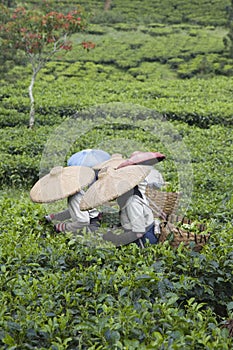 Tea pickers photo