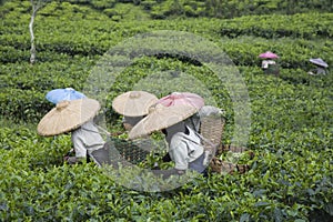 Tea pickers photo