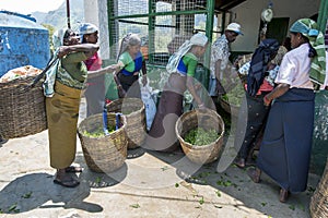 Tea pickers bring in their mornings work to be weighed at a plantation station near Nuwara Eliya in Sri Lanka.