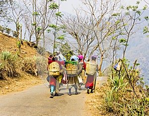 Tea pickers of darjeeling