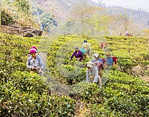 Tea pickers of darjeeling