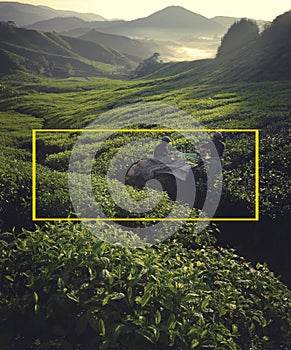 Tea pickers at dawn Agricultural Environmental Concept photo