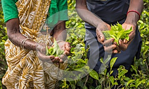 Tea pickers in Nuwara Eliya, Sri Lanka