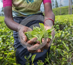 Tea pickers in Nuwara Eliya, Sri Lanka photo