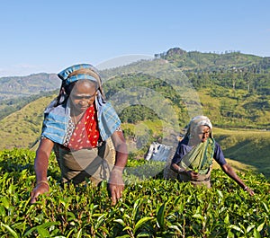 Tea pickers at a plantation in Sri Lanka photo